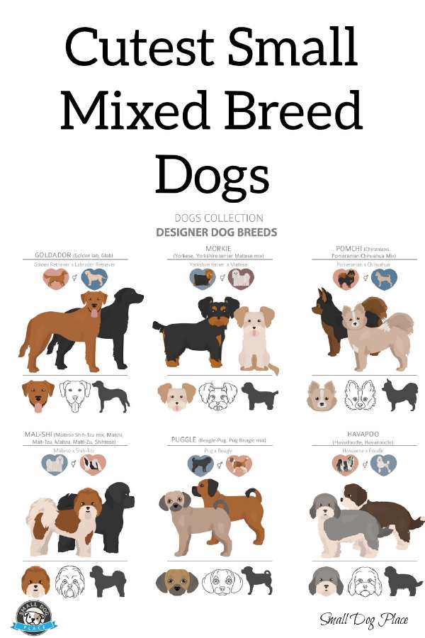 A collection of mixed breed dogs