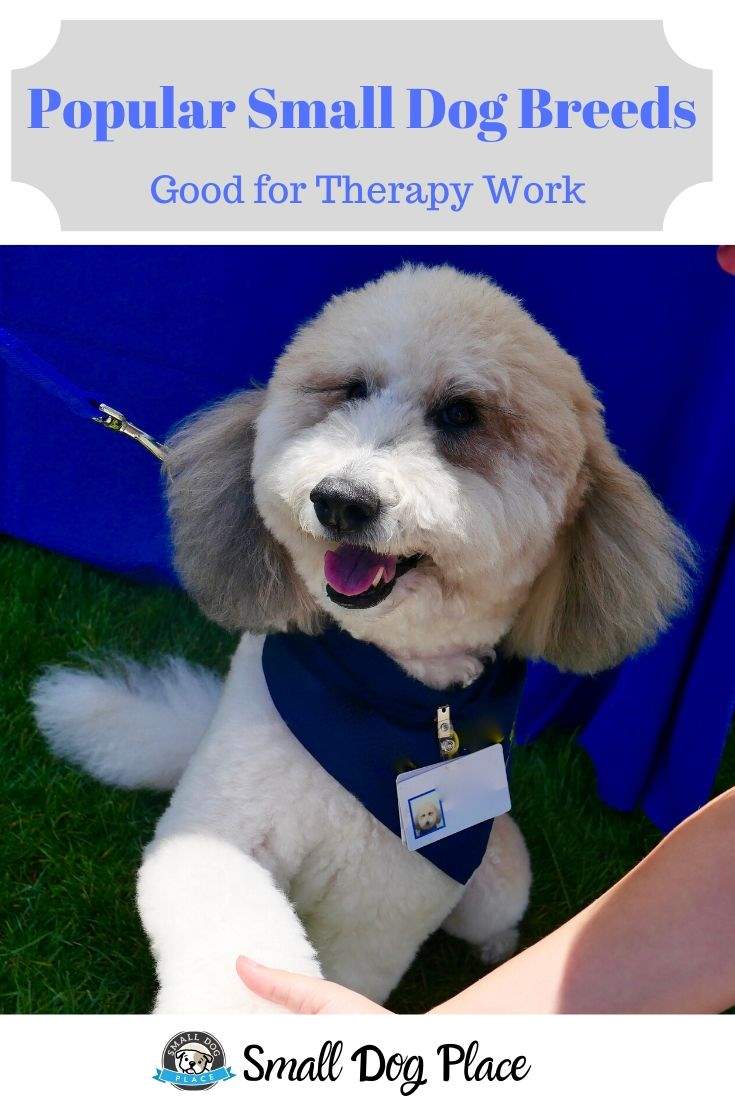 Small Breeds Good for Therapy Work Pin