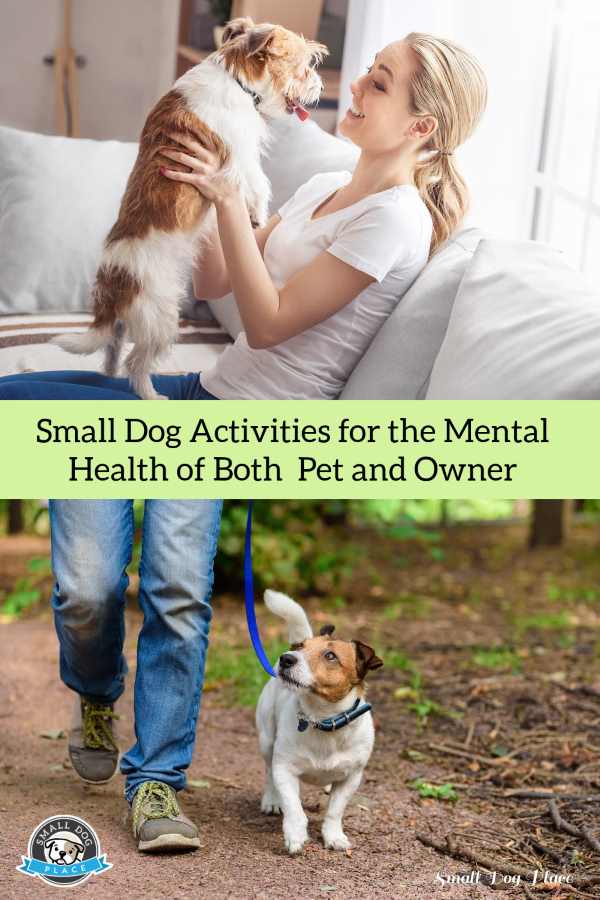 Small Dog Activities Pin Image