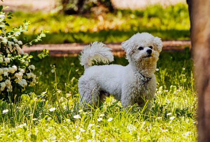 A small dog, Bichon Frise is standing in his backyard