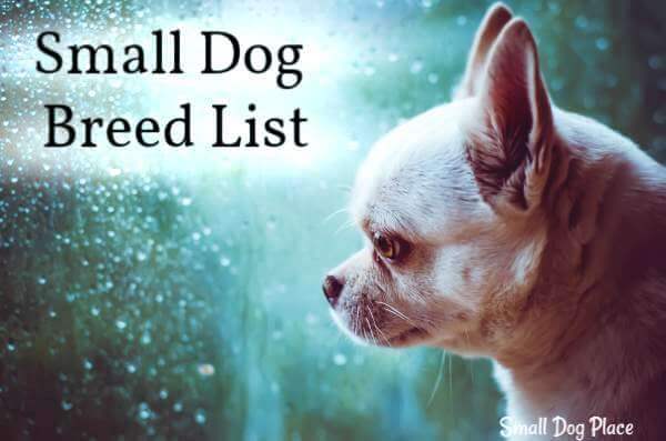 registered dog breeds a to z