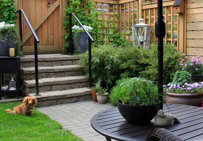 A small Dachshund is sitting in a protected backyard