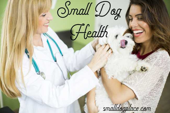 Small Dog Health Resources