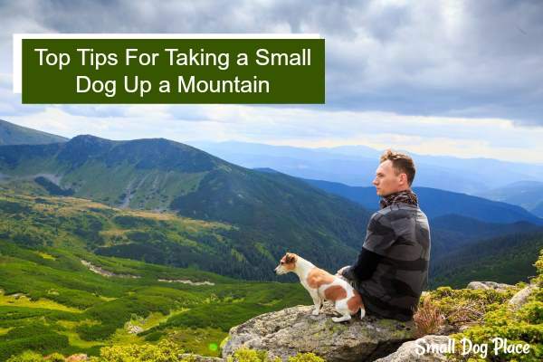 Top Tips for taking a small dog up a mountain.