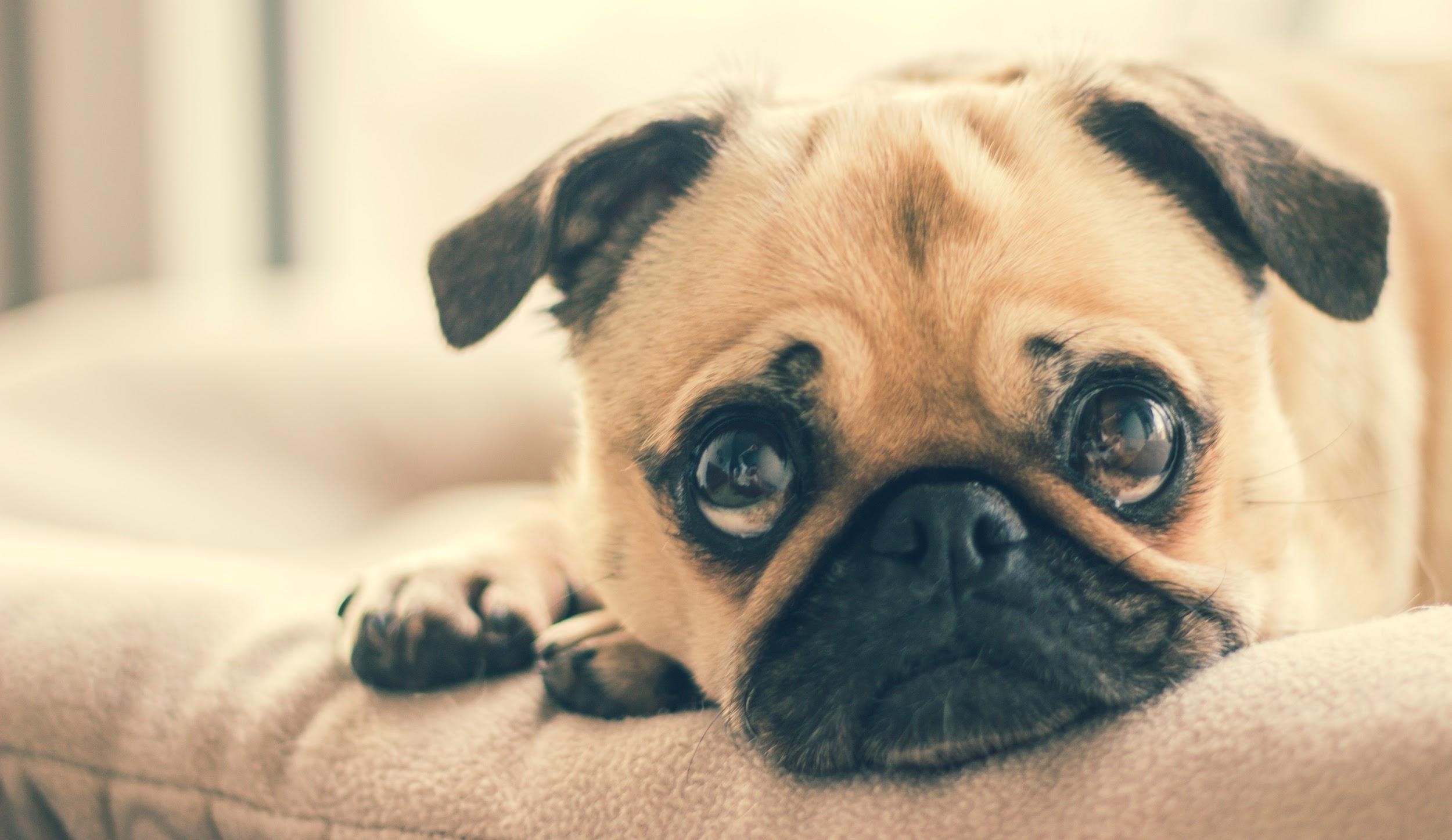 A small obese pug is sleeping on the sofa