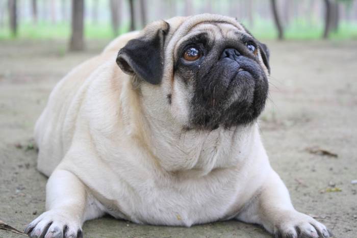 an obese pug is laying on the ground