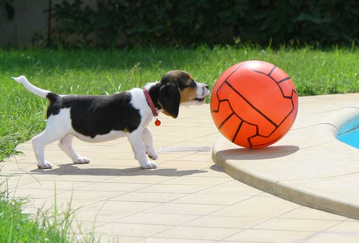 A small dog, (beagle), near a large ball near a backyard pool