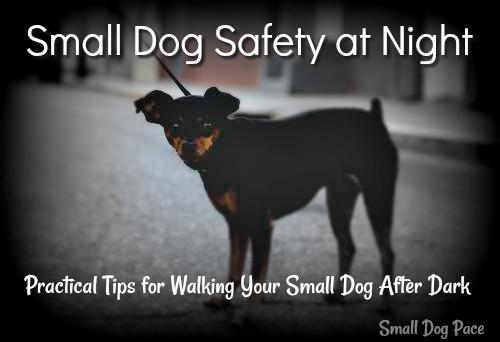 Small Dog Safety at Night