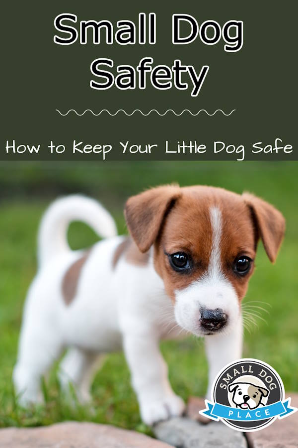 Small Dog Safety in a Pin Image