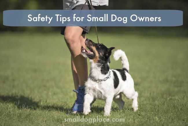 Safety Tips for Small Dog Owners Safety Tips for Small Dog Owners