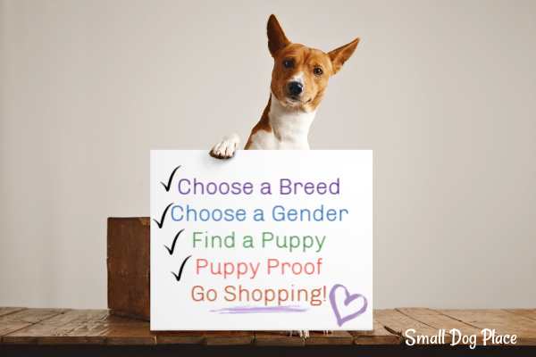 Small Dog Supplies Essential Items for Your Small Dog