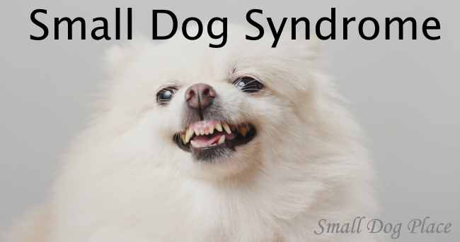 Small Dog Syndrome:  Aggression