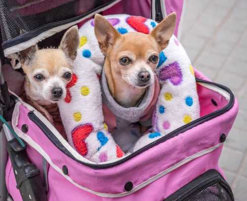 So Humans cause Small Dog Syndrome? So Humans cause Small Dog Syndrome?
