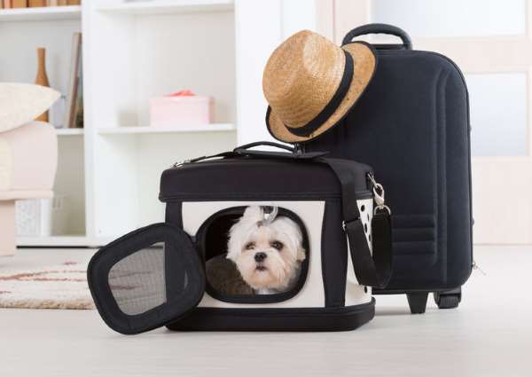 A small puppy is inside of a dog carrier next to a suitcase