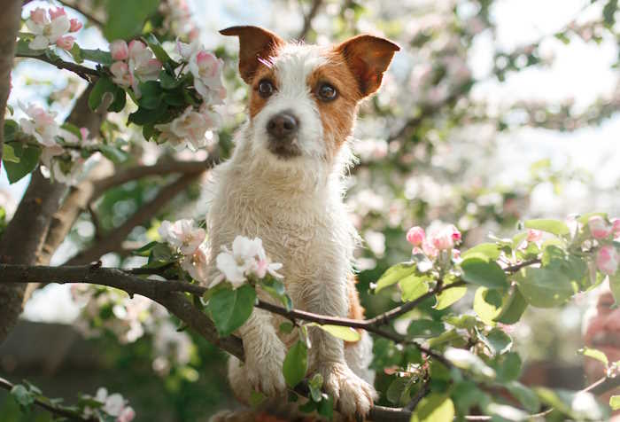 A small dog (Jack Russell Terrier) hiding under a tree