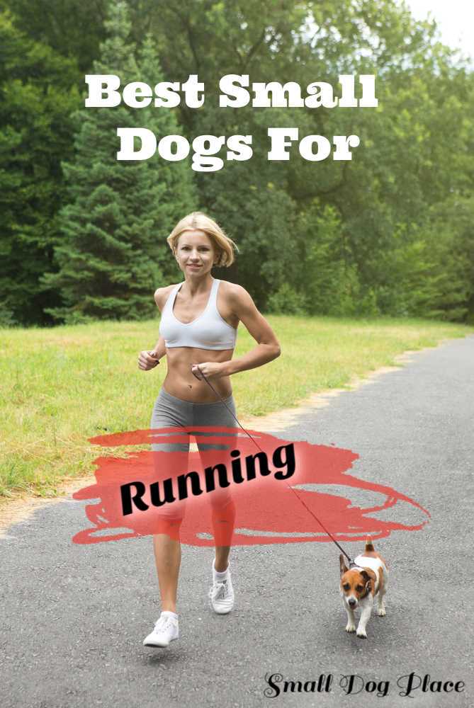 How to Choose the Best Small Dog for Running