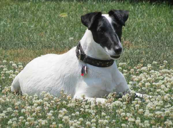 Health Concerns of the Smooth Fox Terrier Health Concerns of the Smooth Fox Terrier