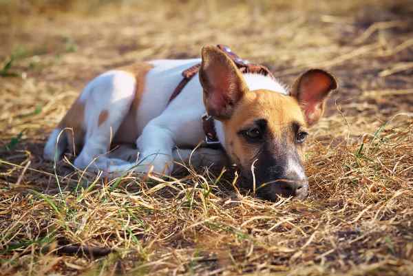 Personality of the Smooth Fox Terrier