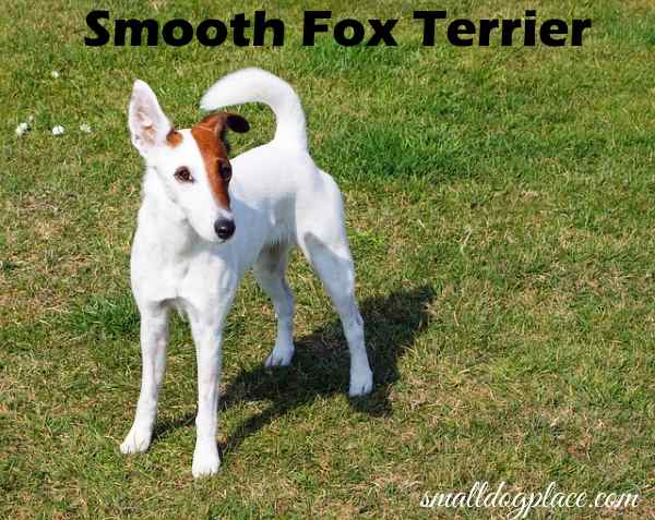 terrier fox smooth