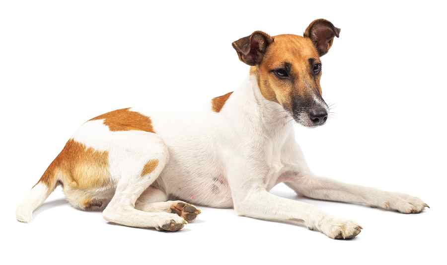 Smooth and Sleek, Smooth Fox Terrier