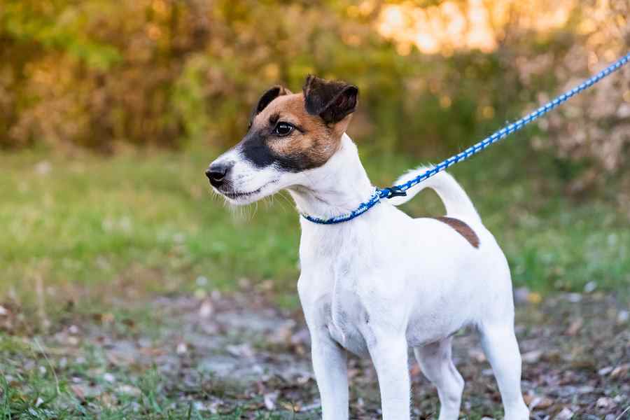 History of the Smooth Fox Terrier