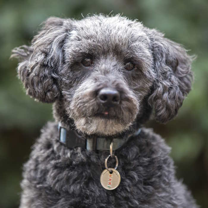 Schnoodle A closeup of a Snoodle dog, Schnauzer and Poodle hybrid