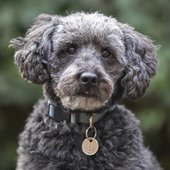 A closeup of a Snoodle dog, Schnauzer and Poodle hybrid