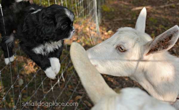 This Puppy is Being Socialized around Goats.