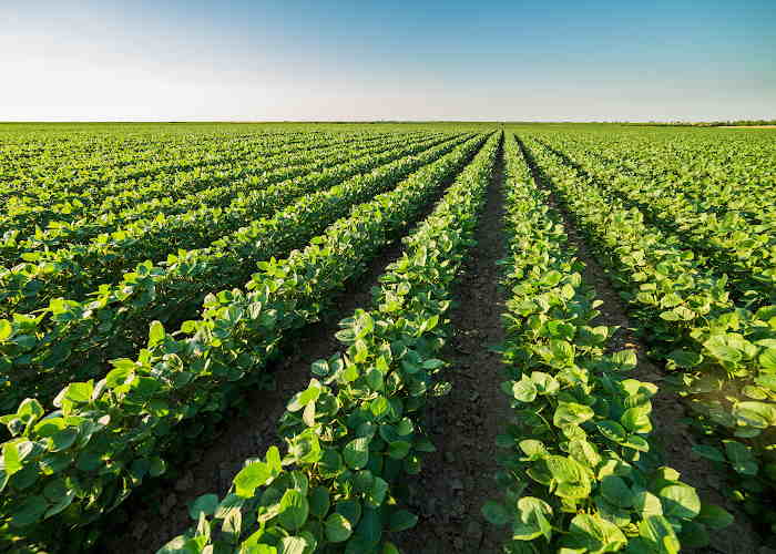 soy bean fields soy bean fields