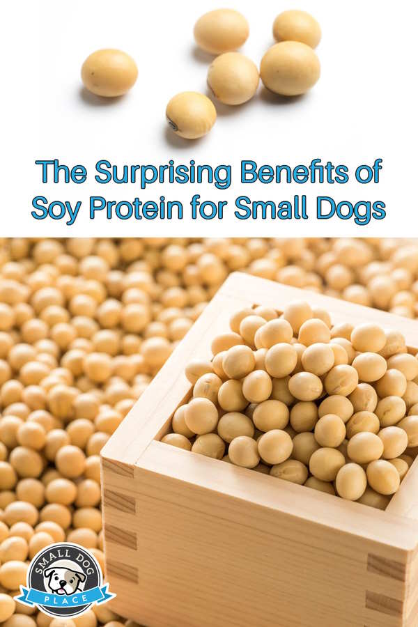 Benefits of soy protein for small dogs pin image