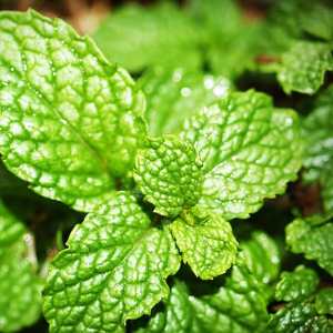 Spearmint is a good pest deterant