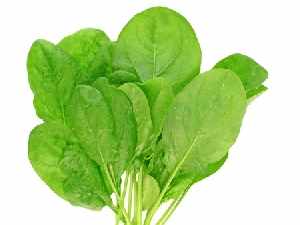 spinach leaves