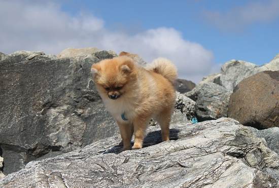 A small Pomeranian puppy is on top of an outcrop of rocks