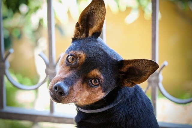 A small dog is looking away from a window.