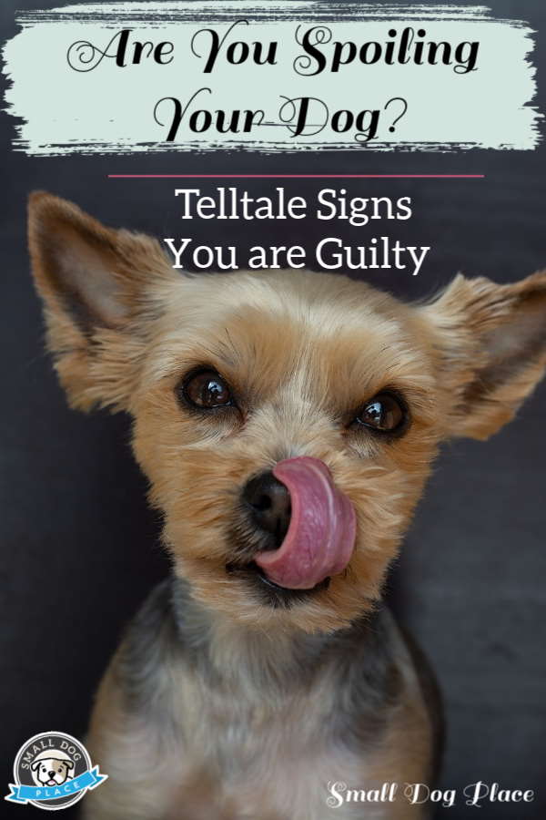 Are You Spoiling Your Dog? Telltale Signs You May be Guilty