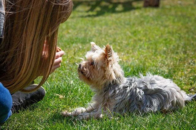 A Yorkshire terrier is asking for a treat.