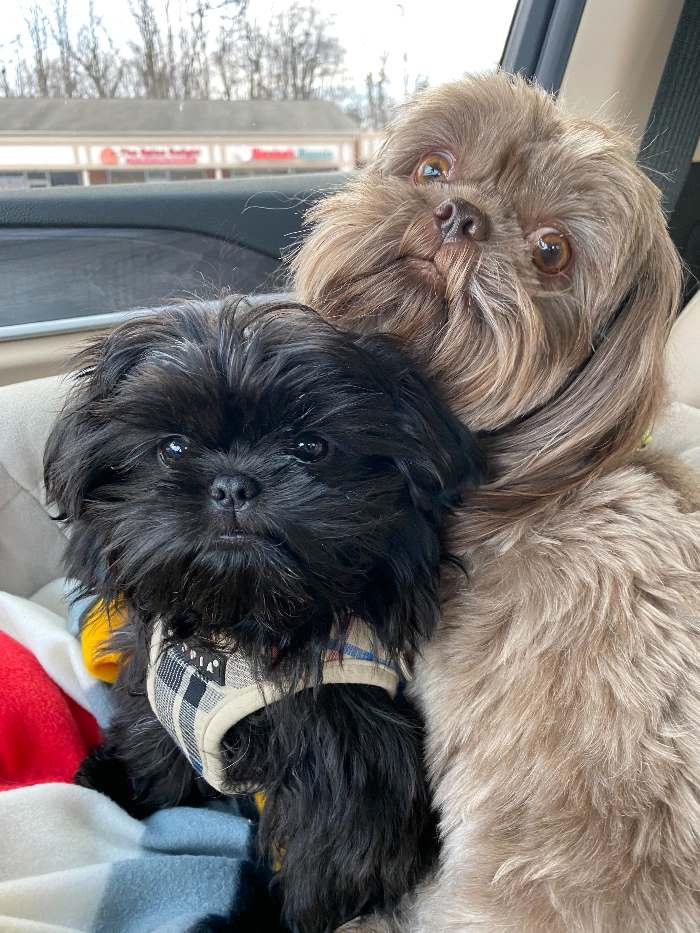 Two Shih Tzu dogs named Darth Vader and Lando Two Shih Tzu dogs named Darth Vader and Lando