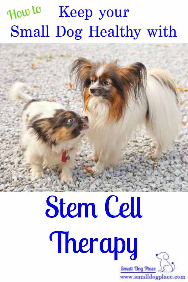 How to Keep Your Small Dog Healthy with Stem Cell Therapy (Pin) How to Keep Your Small Dog Healthy with Stem Cell Therapy (Pin)