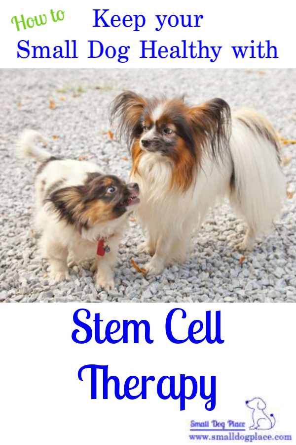 How to Keep Your Small Dog Healthy with Stem Cell Therapy (Pin)