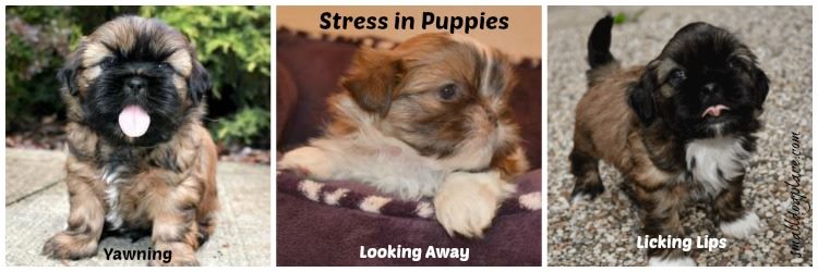 Signs of Stress in Puppies Three signs of stress in puppies