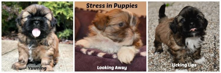 Three signs of stress in puppies