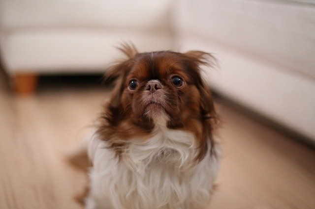 A stressed small breed dog A stressed small breed dog