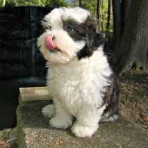 Licking is one form of a self-calming behavior in puppies