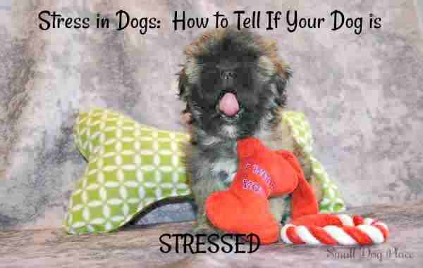 Puppy Dog Stress:  This dog is yarning, a sure sign he is stressed and trying to calm himself down.