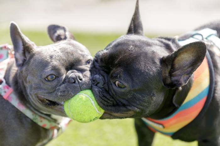 Two French Bulldogs are playing together with a ball.