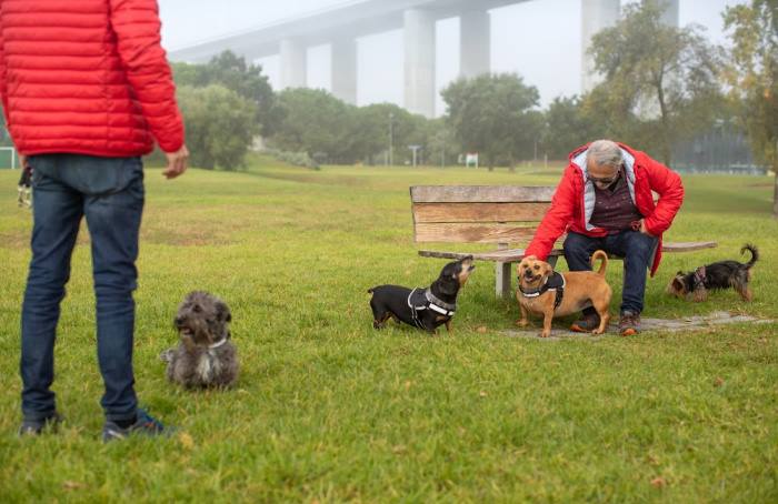 A group of dogs are interacting in a park with two men standing by.