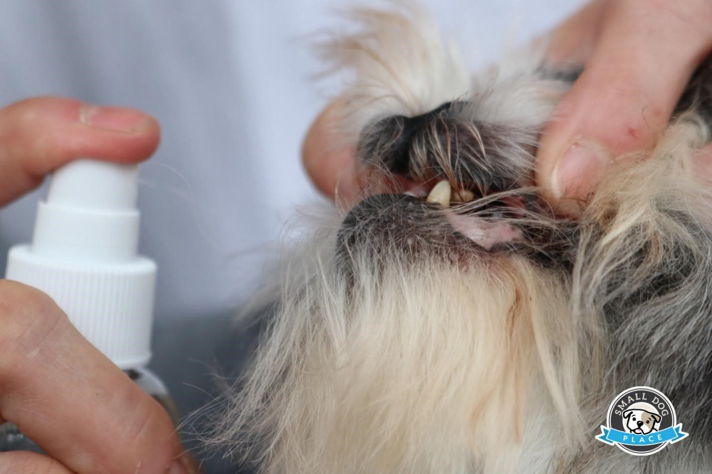 A spray-on either side of the mouth helps keep breath smelling fresh. Suchgood dental spray is being applied to a Shih Tzu's teeth.