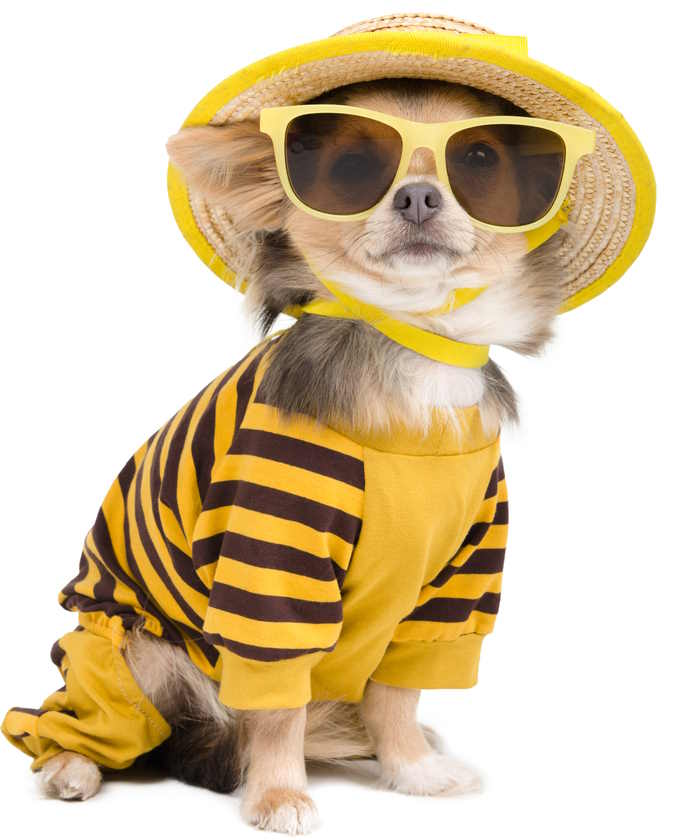 This dog is dressed in a lightweight garment suitable for warm summer time temperatures