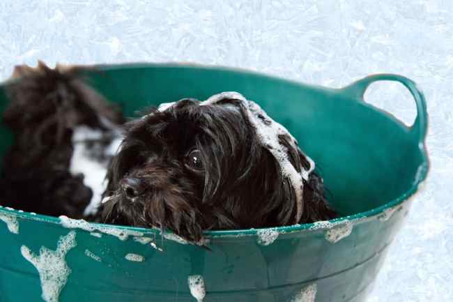 A small black dog is taking a bath