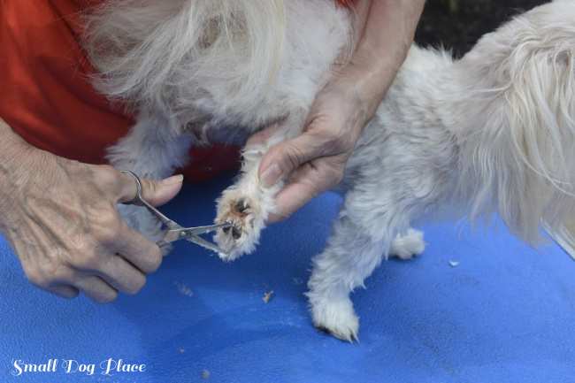 Small white dog is having the hair between her paw pads clipped